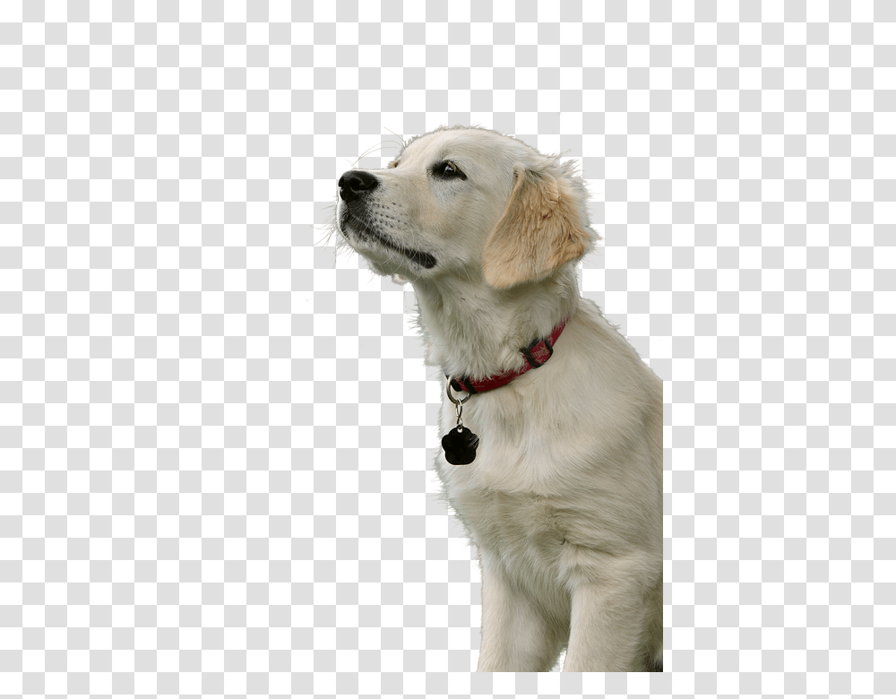 Golden Retriever 960, Animals, Dog, Pet, Canine Transparent Png