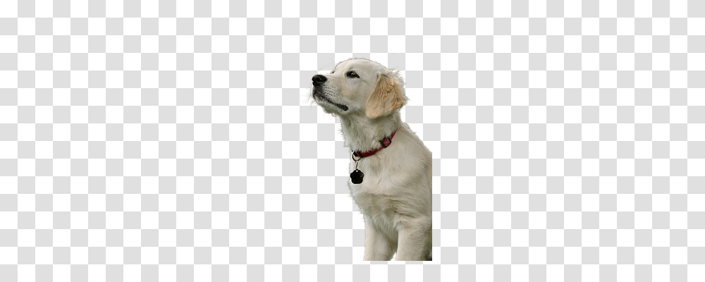 Golden Retriever Nature, Dog, Pet, Canine Transparent Png