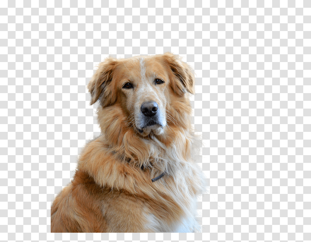 Golden Retriever 960, Animals, Dog, Pet, Canine Transparent Png