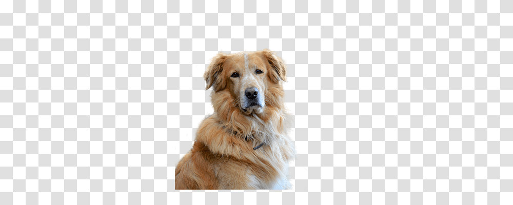 Golden Retriever Nature, Dog, Pet, Canine Transparent Png