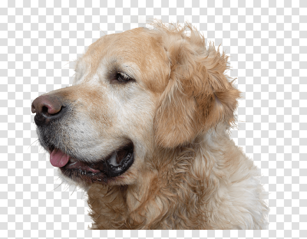 Golden Retriever 960, Animals, Dog, Pet, Canine Transparent Png