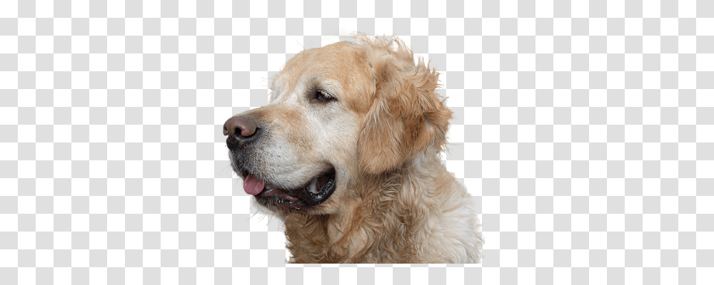 Golden Retriever Nature, Dog, Pet, Canine Transparent Png