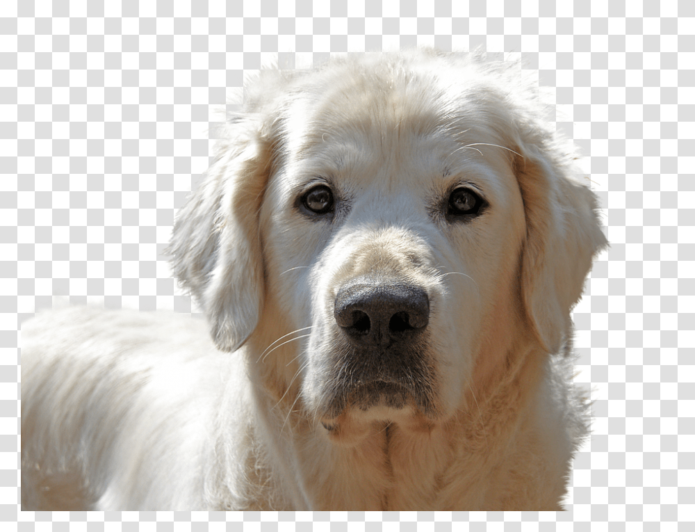 Golden Retriever 960, Animals, Dog, Pet, Canine Transparent Png