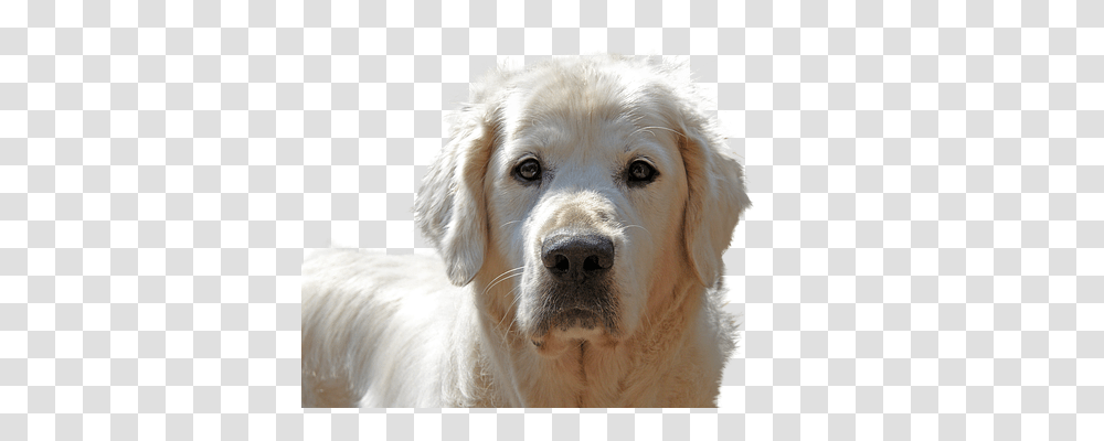 Golden Retriever Animals, Dog, Pet, Canine Transparent Png
