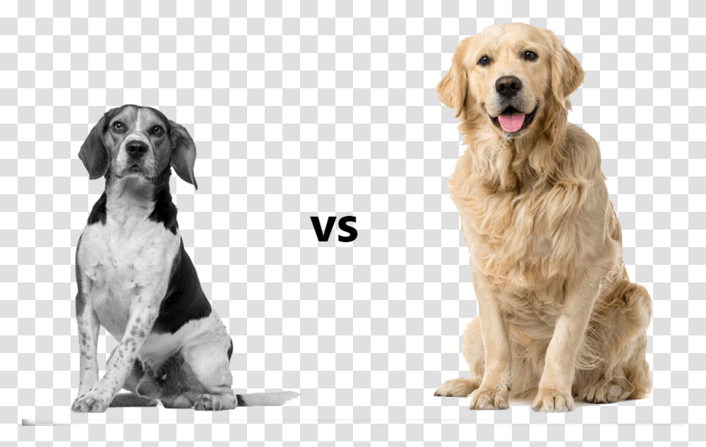 Golden Retriever And Beagle, Dog, Pet, Canine, Animal Transparent Png
