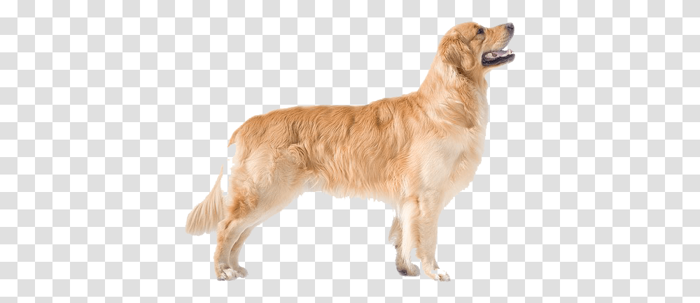 Golden Retriever Background Arts Golden Retriever Dog Side View, Pet, Canine, Animal, Mammal Transparent Png