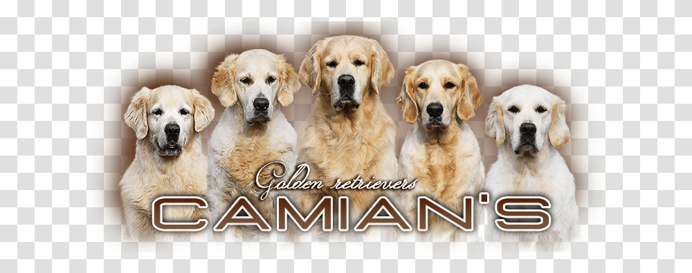 Golden Retriever Camianquots Golden Retriever, Dog, Pet, Canine, Animal Transparent Png