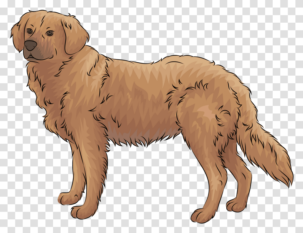 Golden Retriever Clipart, Dog, Pet, Canine, Animal Transparent Png