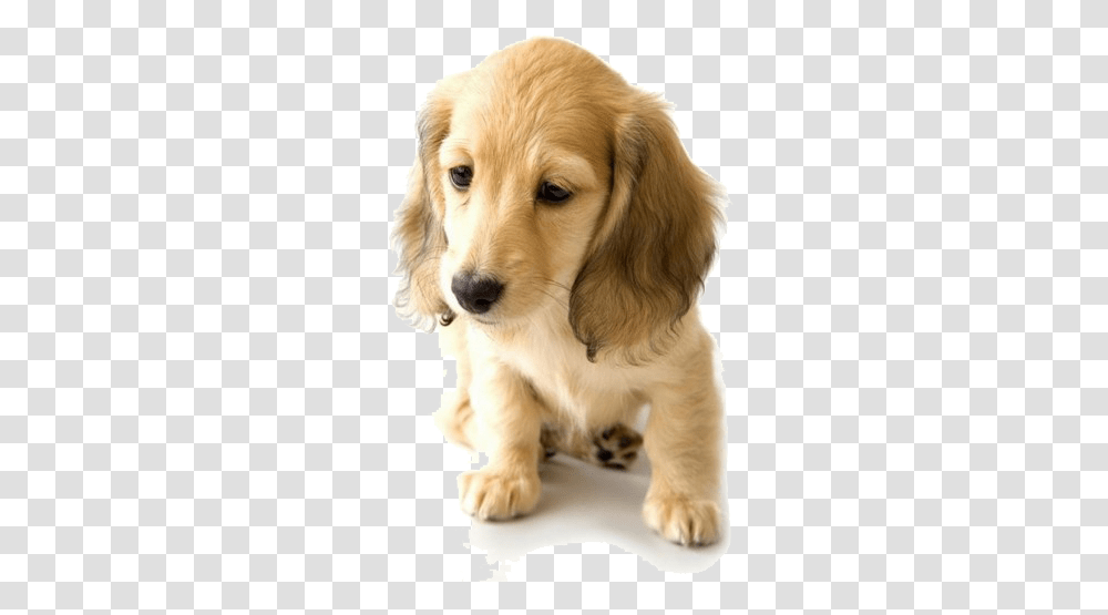 Golden Retriever Dachshund Puppy World Hd Puppy Wallpaper White Background, Dog, Pet, Canine, Animal Transparent Png