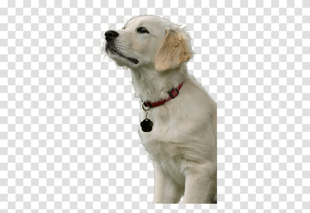 Golden Retriever Dog Animal Pet Purebred Dog, Canine, Mammal, Strap Transparent Png