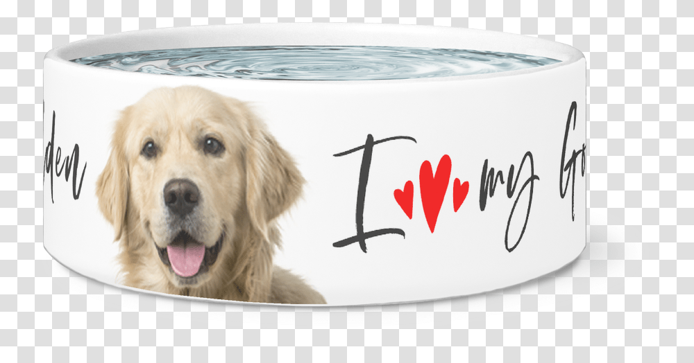Golden Retriever Dog Bowl, Pet, Canine, Animal, Mammal Transparent Png
