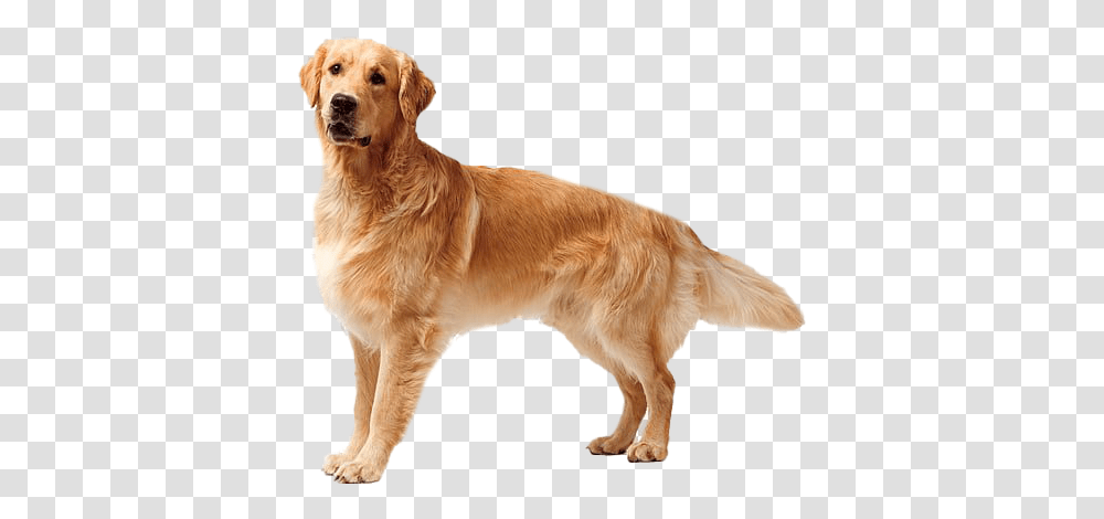 Golden Retriever Dog Free Yellow Lab Golden Retriever Dog, Pet, Canine, Animal Transparent Png