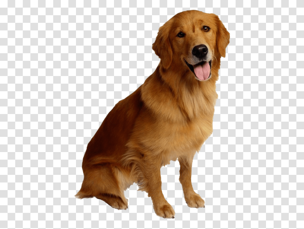 Golden Retriever Dog Golden Retriever Dog, Pet, Canine, Animal Transparent Png
