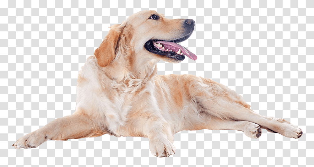 Golden Retriever Dog Golden Retriever Image, Pet, Canine, Animal, Mammal Transparent Png