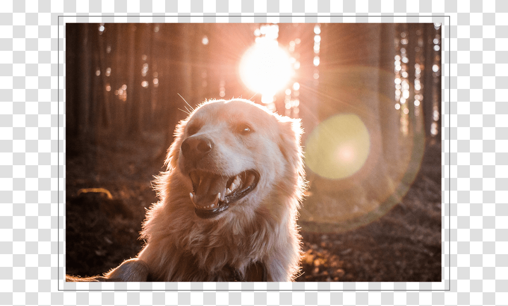 Golden Retriever Dog Hd, Pet, Canine, Animal, Mammal Transparent Png