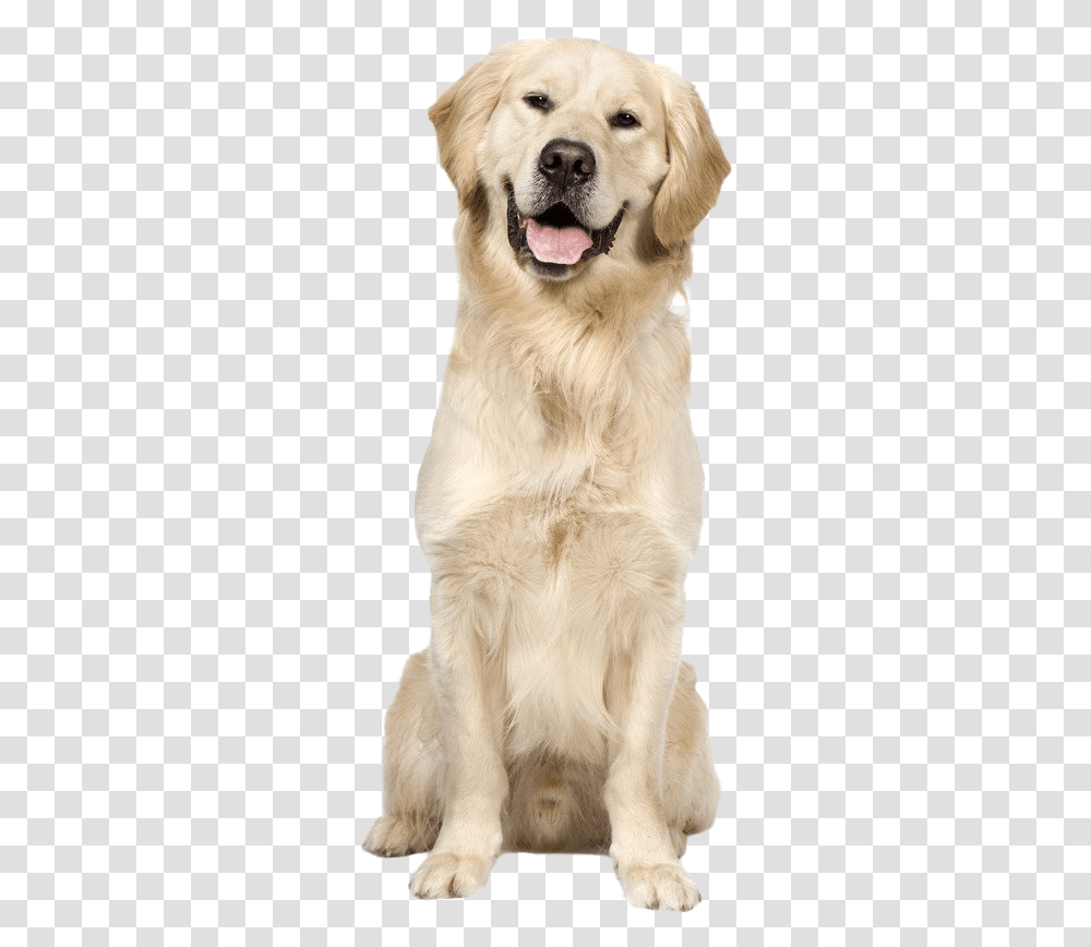 Golden Retriever Dog Image Sitting Golden Retriever With Background, Pet, Canine, Animal, Mammal Transparent Png