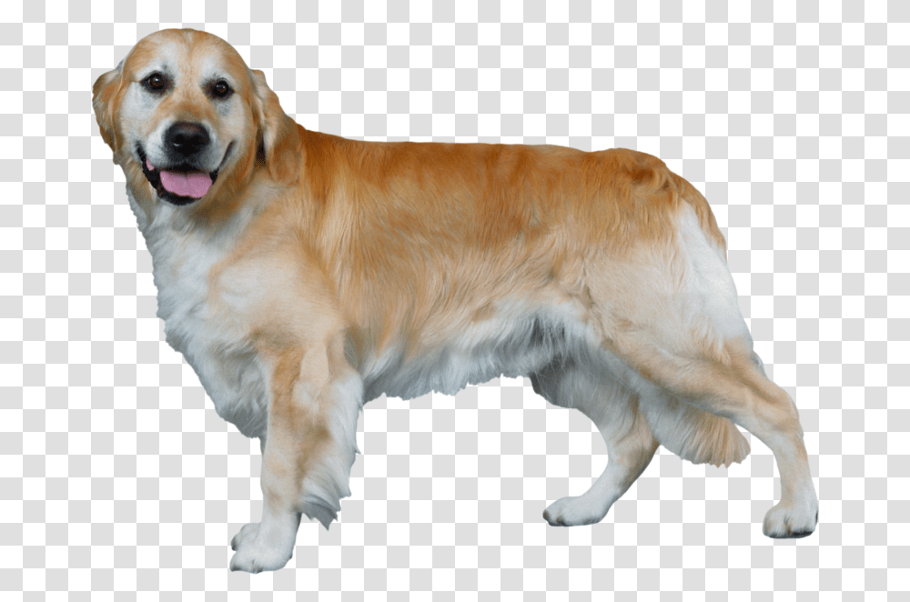 Golden Retriever, Dog, Pet, Canine, Animal Transparent Png