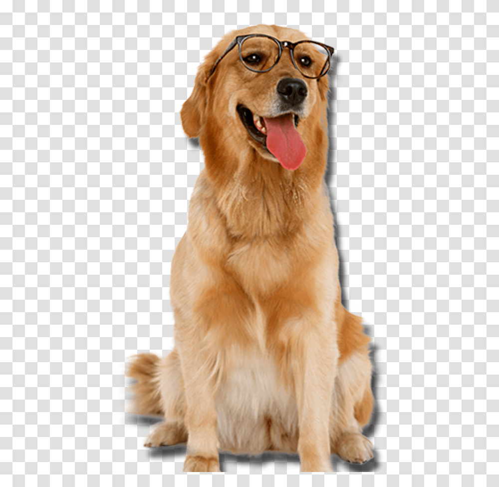 Golden Retriever, Dog, Pet, Canine, Animal Transparent Png