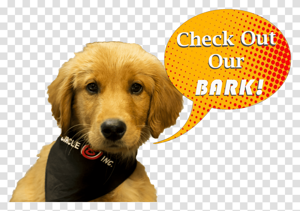 Golden Retriever, Dog, Pet, Canine, Animal Transparent Png