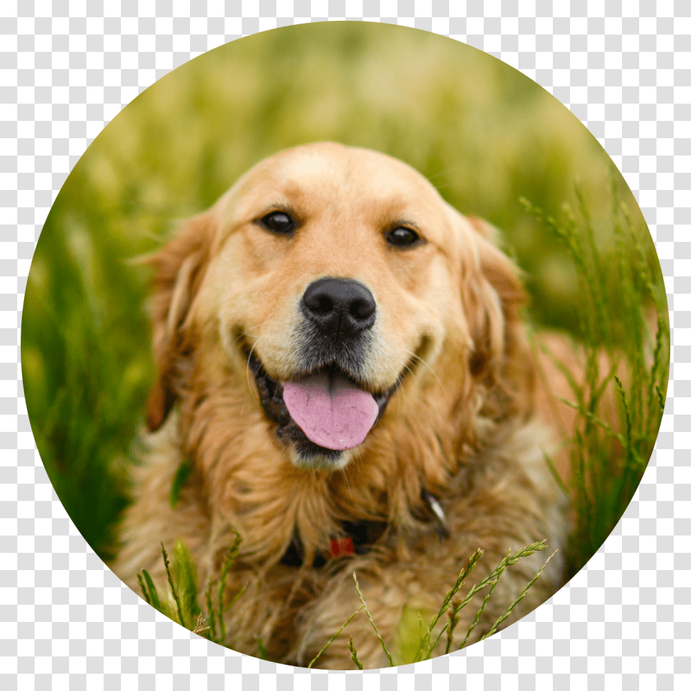 Golden Retriever, Dog, Pet, Canine, Animal Transparent Png