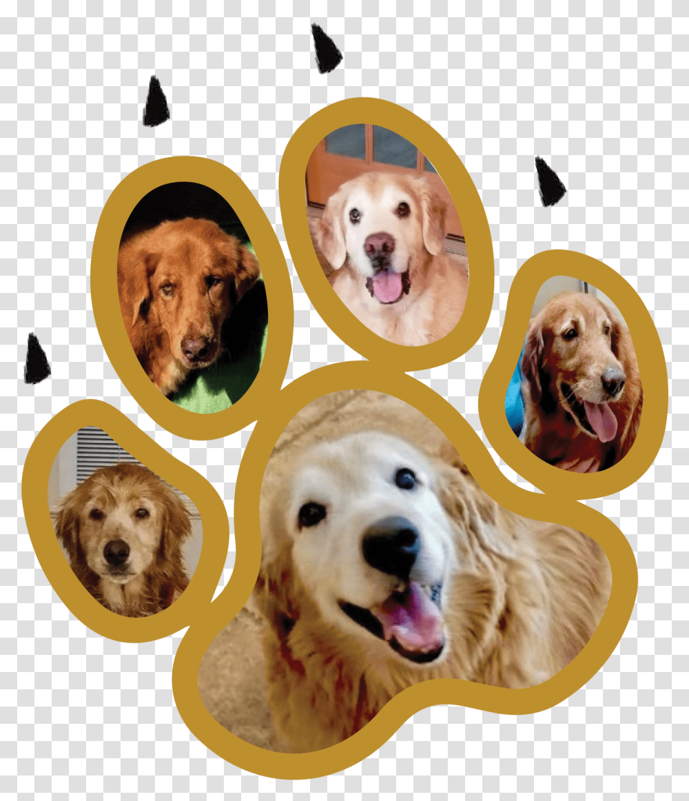 Golden Retriever, Dog, Pet, Canine, Animal Transparent Png