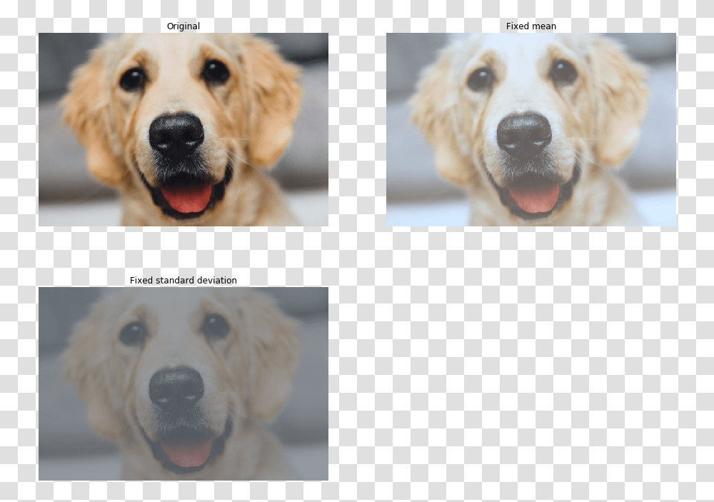 Golden Retriever, Dog, Pet, Canine Transparent Png