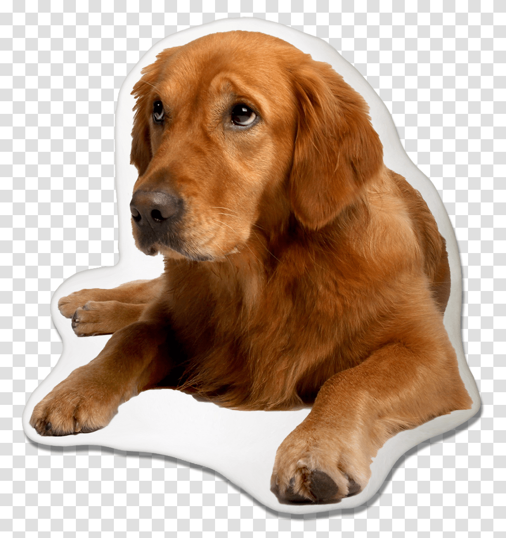 Golden Retriever Dog Pillow Golden Retriever Puppy Labrador, Pet, Canine, Animal, Mammal Transparent Png
