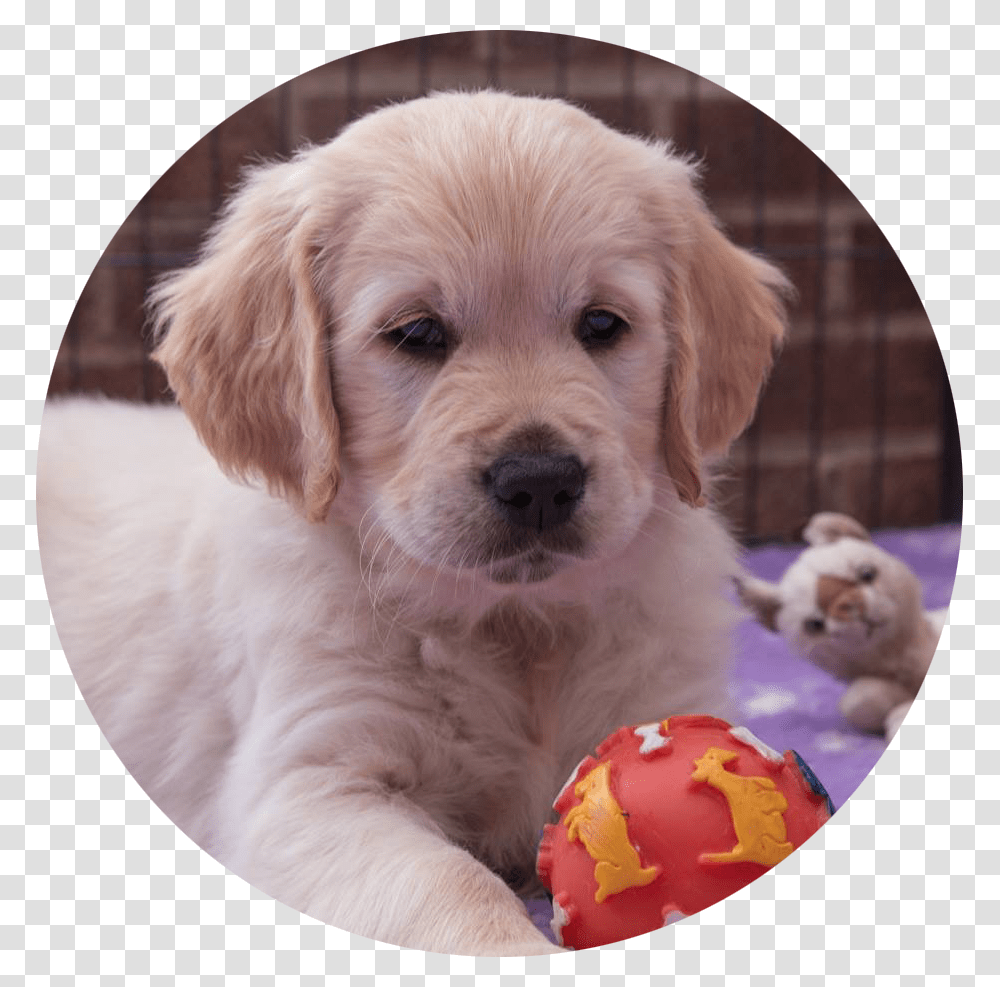 Golden Retriever Golden Retriever Puppies Circle, Puppy, Dog, Pet, Canine Transparent Png