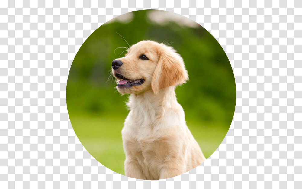 Golden Retriever Goldenretriever Goldenretrieverpuppy Golden Retriever Puppy Portrait, Dog, Pet, Canine, Animal Transparent Png