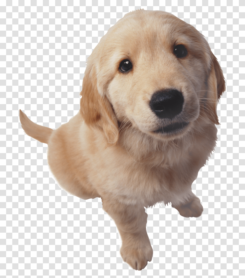 Golden Retriever Hd Photo Golden Retriever Puppy, Dog, Pet, Canine, Animal Transparent Png