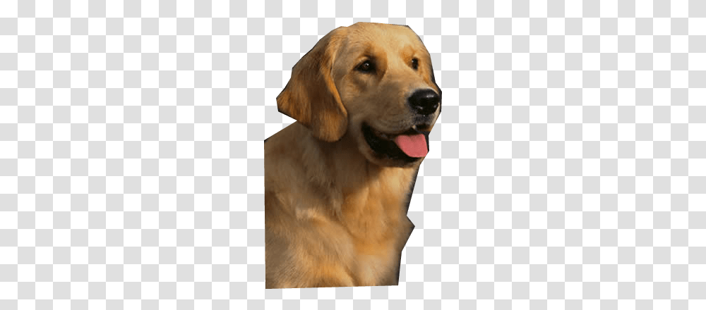 Golden Retriever High Quality Image Golden Retriever Cartoon, Labrador Retriever, Dog, Pet, Canine Transparent Png