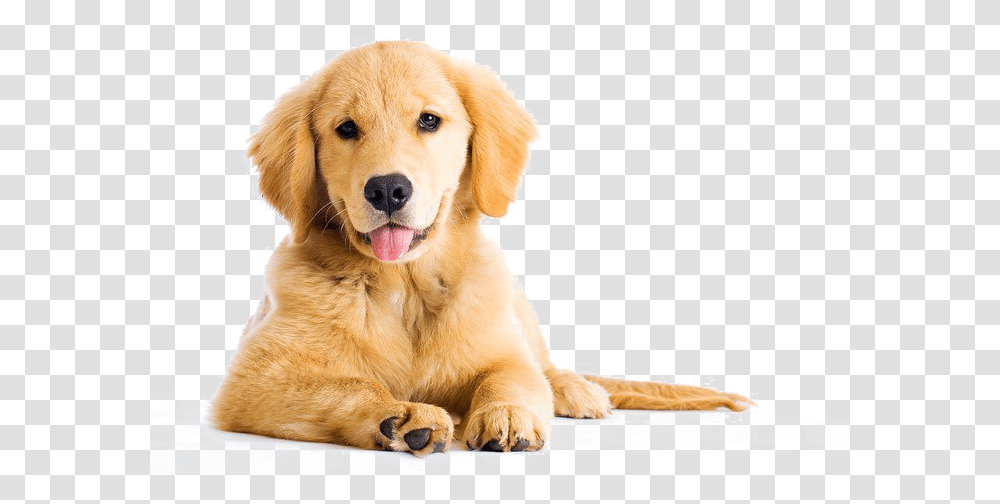 Golden Retriever Image Golden Retriever Boxer Mix, Puppy, Dog, Pet, Canine Transparent Png