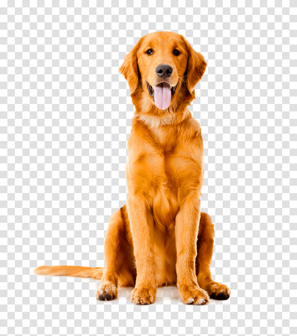Golden Retriever Images Free Download, Dog, Pet, Canine, Animal Transparent Png
