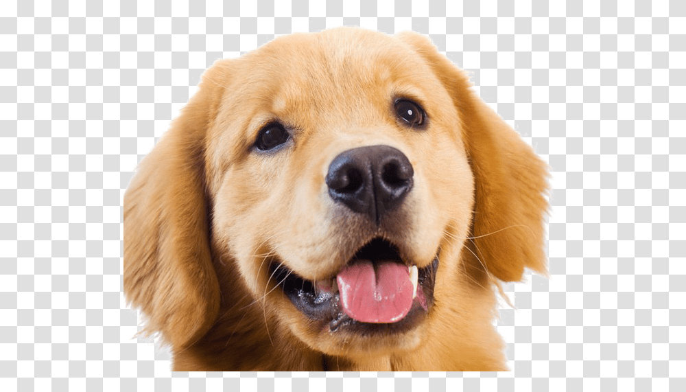 Golden Retriever Images Golden Retriever, Dog, Pet, Canine, Animal Transparent Png