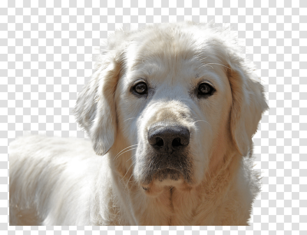 Golden Retriever Isolated Dog Golden Retriever Short Hair, Pet, Canine, Animal, Mammal Transparent Png