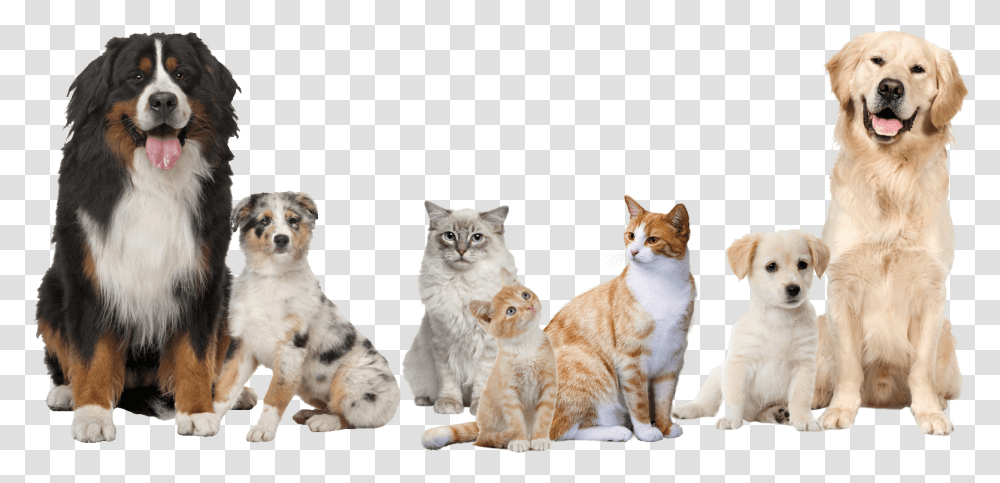 Golden Retriever Labrador, Manx, Cat, Pet, Mammal Transparent Png