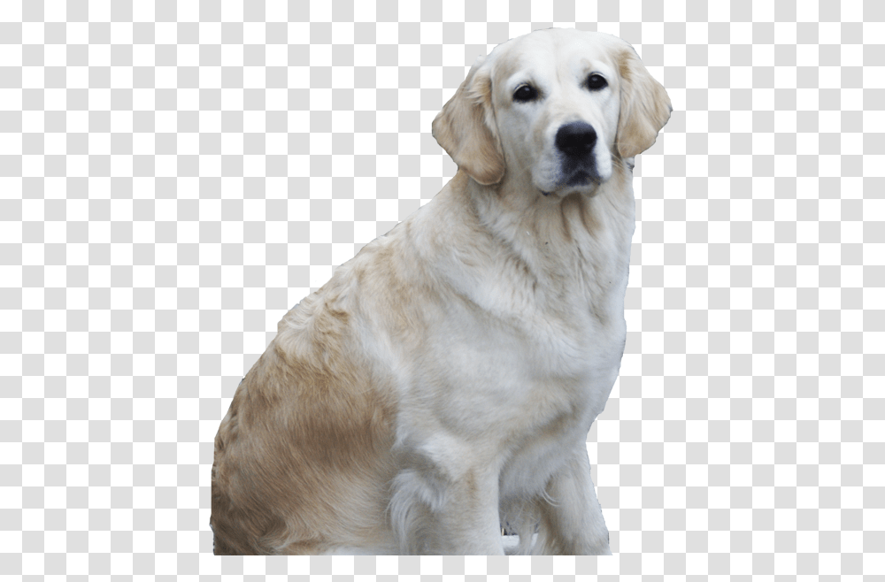Golden Retriever Labrador Retriever, Dog, Pet, Canine, Animal Transparent Png