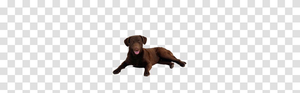 Golden Retriever, Labrador Retriever, Dog, Pet, Canine Transparent Png