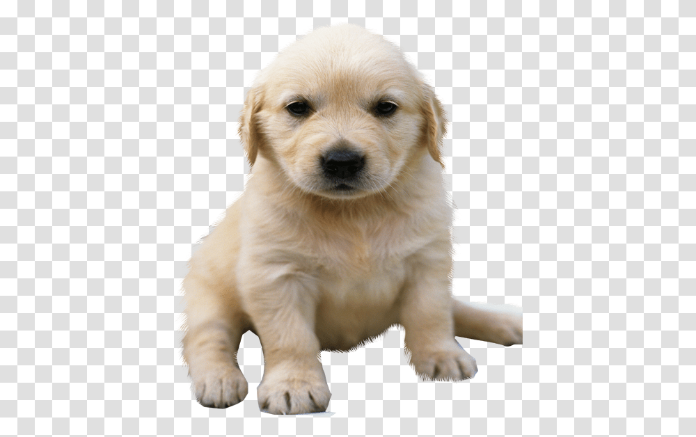 Golden Retriever No Background Golden Retriever Puppy, Dog, Pet, Canine, Animal Transparent Png