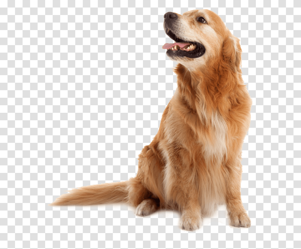 Golden Retriever Old, Dog, Pet, Canine, Animal Transparent Png