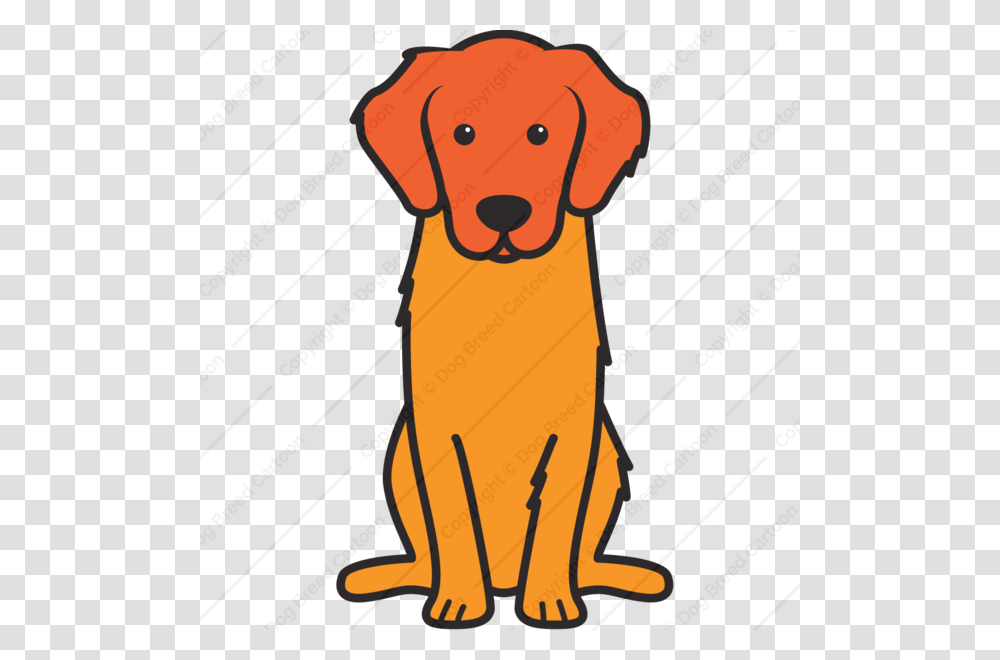 Golden Retriever, Pet, Animal, Canine, Mammal Transparent Png