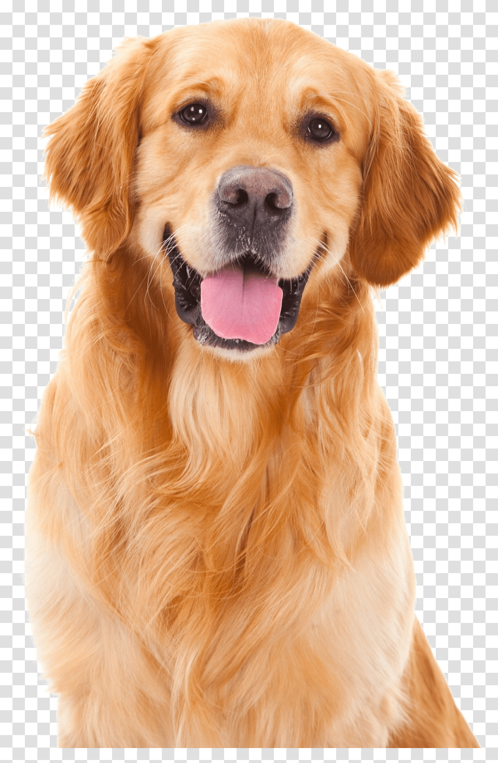 Golden Retriever Pic, Dog, Pet, Canine, Animal Transparent Png