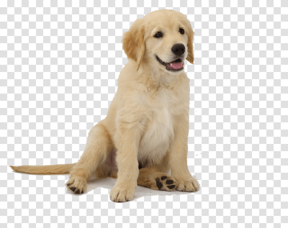 Golden Retriever Puppy Clip Art, Dog, Pet, Canine, Animal Transparent Png
