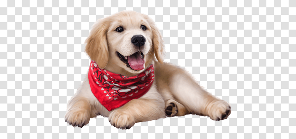 Golden Retriever Puppy, Apparel, Dog, Pet Transparent Png