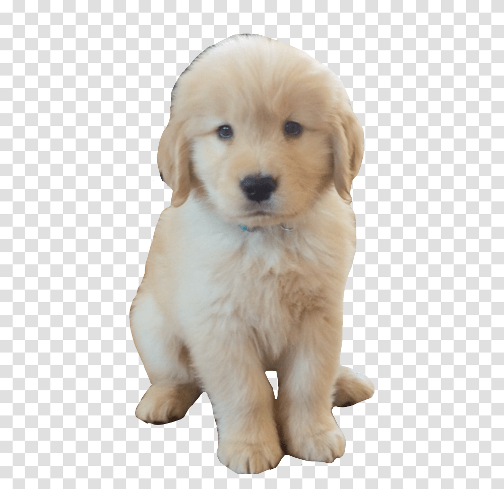 Golden Retriever Puppy Companion Dog, Pet, Canine, Animal, Mammal Transparent Png