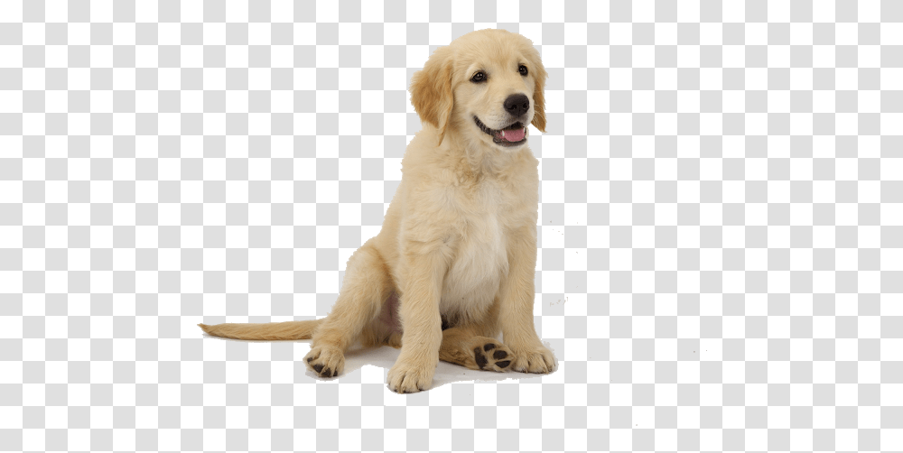 Golden Retriever Puppy, Dog, Pet, Canine, Animal Transparent Png