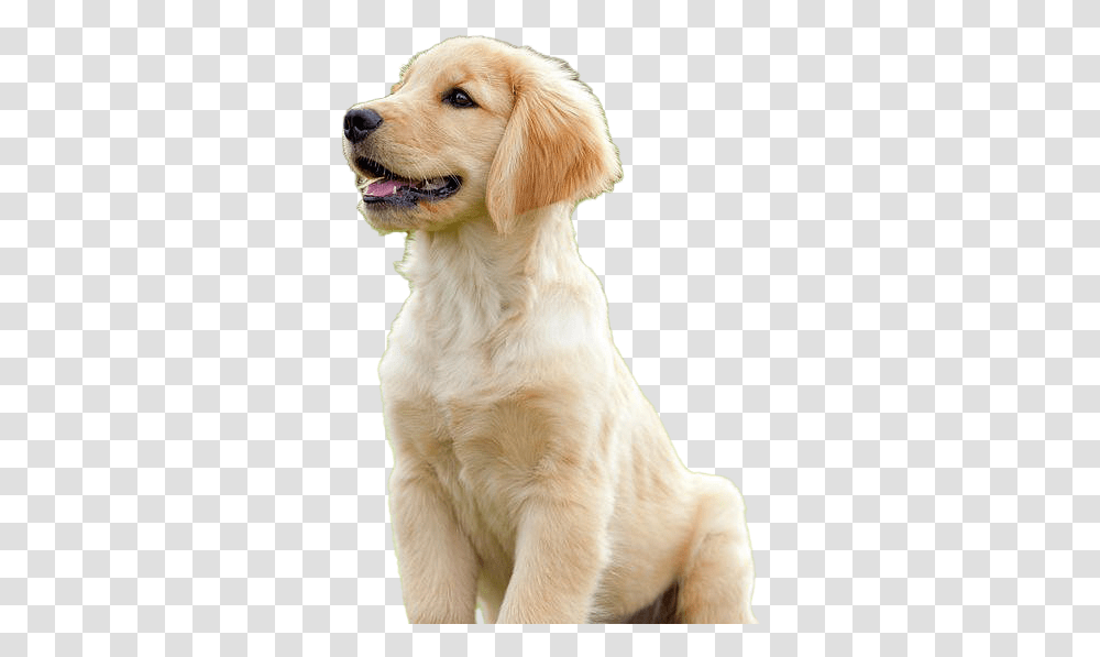 Golden Retriever Puppy Download Image Golden Retriever, Dog, Pet, Canine, Animal Transparent Png
