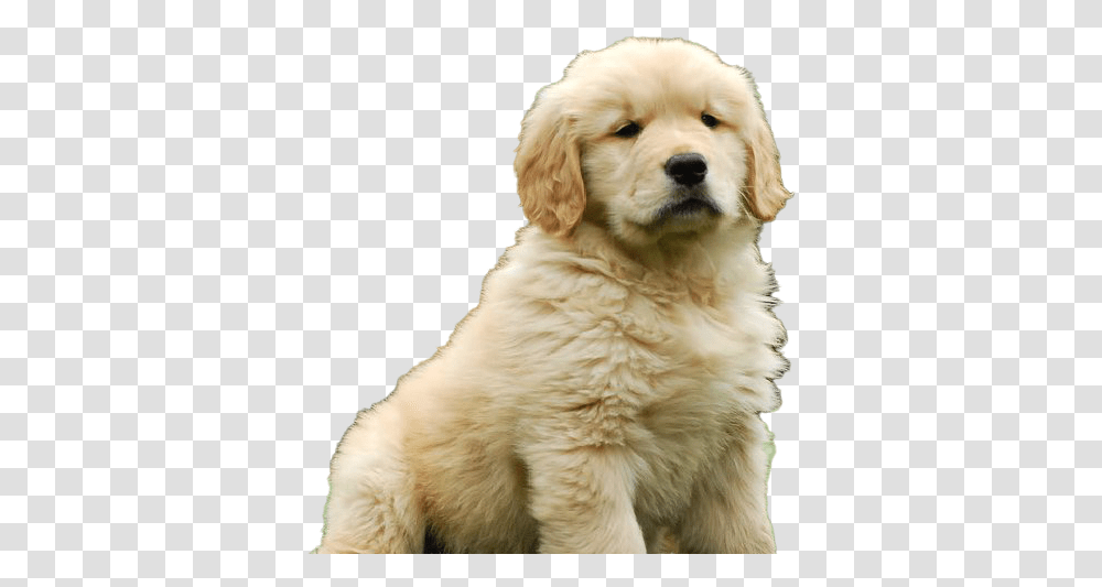 Golden Retriever Puppy Free Download Golden Retriever Puppy, Dog, Pet, Canine, Animal Transparent Png