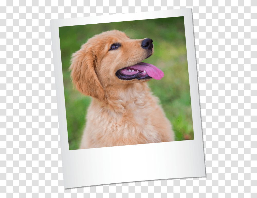 Golden Retriever Puppy Golden Retriever, Dog, Pet, Canine, Animal Transparent Png