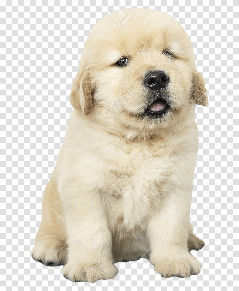Golden Retriever Puppy Golden Retriever Puppies, Dog, Pet, Canine, Animal Transparent Png